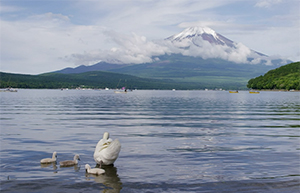 世界遺産　富士山　白鳥の親子