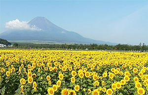 世界遺産　富士山　ひまわり